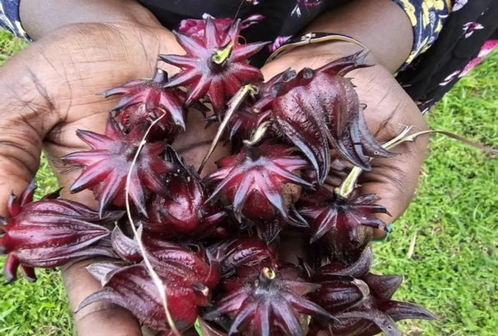 Harvest of organic hibiscus for tea